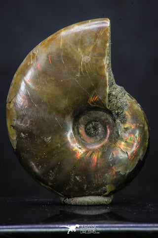 20307 - Nice Agatized 1.57 Inch Cleoniceras sp Lower Cretaceous Ammonite Madagascar