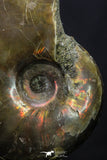 20307 - Nice Agatized 1.57 Inch Cleoniceras sp Lower Cretaceous Ammonite Madagascar