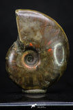 20307 - Nice Agatized 1.57 Inch Cleoniceras sp Lower Cretaceous Ammonite Madagascar