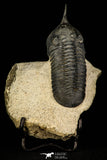 30248 - Well Prepared "Flying" 3.20 Inch Morocconites malladoides Middle Devonian Trilobite