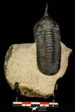 30248 - Well Prepared "Flying" 3.20 Inch Morocconites malladoides Middle Devonian Trilobite