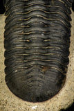 30248 - Well Prepared "Flying" 3.20 Inch Morocconites malladoides Middle Devonian Trilobite