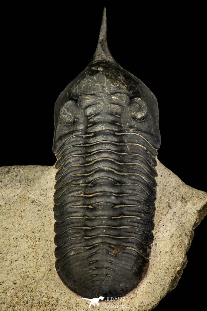 30248 - Well Prepared "Flying" 3.20 Inch Morocconites malladoides Middle Devonian Trilobite