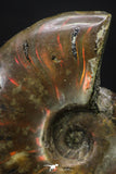 20308 - Nice Agatized 1.50 Inch Cleoniceras sp Lower Cretaceous Ammonite Madagascar