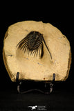 30249 - Outstanding 1.85 Inch Kettneraspis prescheri (Long Occipital Horn) Lower Devonian Trilobite
