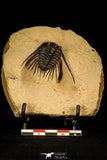 30249 - Outstanding 1.85 Inch Kettneraspis prescheri (Long Occipital Horn) Lower Devonian Trilobite