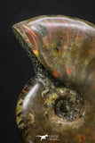 20308 - Nice Agatized 1.50 Inch Cleoniceras sp Lower Cretaceous Ammonite Madagascar