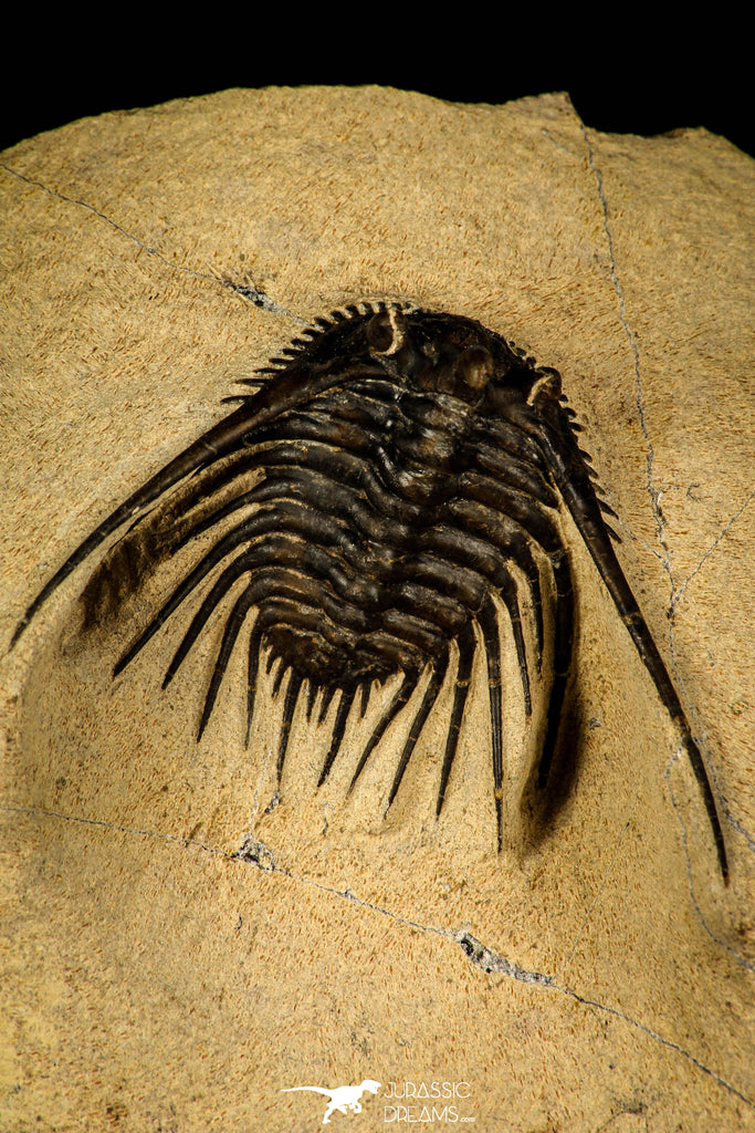 30249 - Outstanding 1.85 Inch Kettneraspis prescheri (Long Occipital Horn) Lower Devonian Trilobite