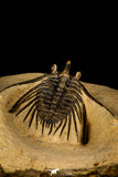 30249 - Outstanding 1.85 Inch Kettneraspis prescheri (Long Occipital Horn) Lower Devonian Trilobite