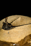 30249 - Outstanding 1.85 Inch Kettneraspis prescheri (Long Occipital Horn) Lower Devonian Trilobite