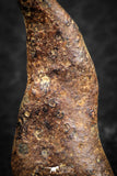 07424 - Agoudal Imilchil Iron IIAB Meteorite 7.0g Collector Grade