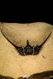 30249 - Outstanding 1.85 Inch Kettneraspis prescheri (Long Occipital Horn) Lower Devonian Trilobite