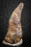 07424 - Agoudal Imilchil Iron IIAB Meteorite 7.0g Collector Grade