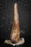 07424 - Agoudal Imilchil Iron IIAB Meteorite 7.0g Collector Grade
