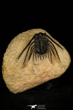 30250 - Outstanding 1.80 Inch Kettneraspis prescheri (Long Occipital Horn) Lower Devonian Trilobite
