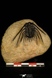 30250 - Outstanding 1.80 Inch Kettneraspis prescheri (Long Occipital Horn) Lower Devonian Trilobite