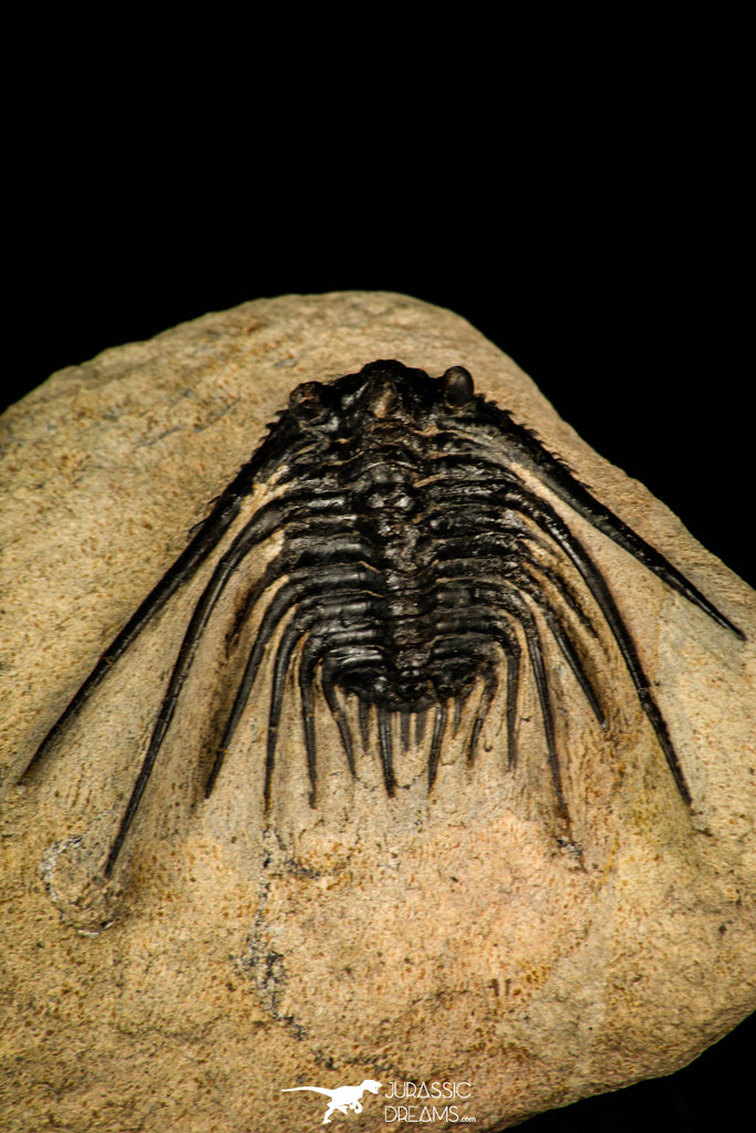 30250 - Outstanding 1.80 Inch Kettneraspis prescheri (Long Occipital Horn) Lower Devonian Trilobite