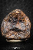 07425 - Agoudal Imilchil Iron IIAB Meteorite 14.0g Collector Grade