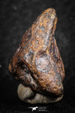 07425 - Agoudal Imilchil Iron IIAB Meteorite 14.0g Collector Grade