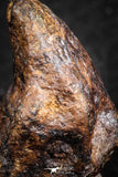 07425 - Agoudal Imilchil Iron IIAB Meteorite 14.0g Collector Grade