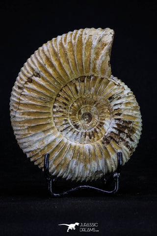 20309 - Top Beautiful 4.03 Inch Perisphinctes virguloides Late Jurassic Ammonite - Madagascar