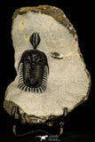 30251 - Museum Grade Trident 2.07 Inch Walliserops trifurcatus Middle Devonian Trilobite