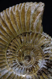 20309 - Top Beautiful 4.03 Inch Perisphinctes virguloides Late Jurassic Ammonite - Madagascar