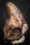 07425 - Agoudal Imilchil Iron IIAB Meteorite 14.0g Collector Grade