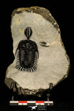 30251 - Museum Grade Trident 2.07 Inch Walliserops trifurcatus Middle Devonian Trilobite