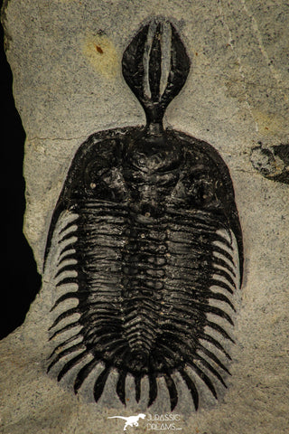 30251 - Museum Grade Trident 2.07 Inch Walliserops trifurcatus Middle Devonian Trilobite