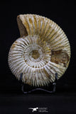 20309 - Top Beautiful 4.03 Inch Perisphinctes virguloides Late Jurassic Ammonite - Madagascar