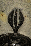 30251 - Museum Grade Trident 2.07 Inch Walliserops trifurcatus Middle Devonian Trilobite