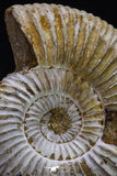 20309 - Top Beautiful 4.03 Inch Perisphinctes virguloides Late Jurassic Ammonite - Madagascar