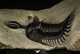 30251 - Museum Grade Trident 2.07 Inch Walliserops trifurcatus Middle Devonian Trilobite
