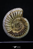 20310 - Top Beautiful 1.72 Inch Perisphinctes virguloides Late Jurassic Ammonite - Madagascar