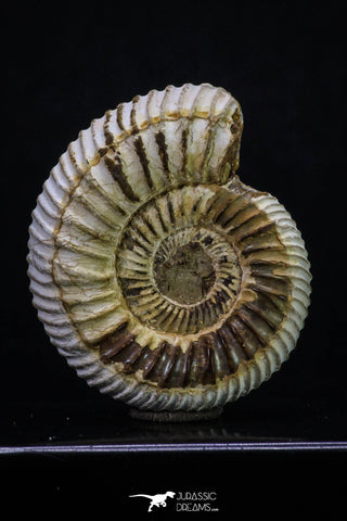 20310 - Top Beautiful 1.72 Inch Perisphinctes virguloides Late Jurassic Ammonite - Madagascar