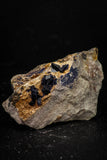 08349 - Top Beautiful Deep Blue Azurite Crystals on Carbonate Matrix - Kerrouchen (Morocco)