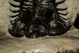 30251 - Museum Grade Trident 2.07 Inch Walliserops trifurcatus Middle Devonian Trilobite