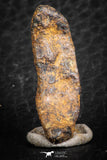 07426 - Agoudal Imilchil Iron IIAB Meteorite 6.0g Collector Grade