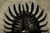 30251 - Museum Grade Trident 2.07 Inch Walliserops trifurcatus Middle Devonian Trilobite