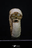 20310 - Top Beautiful 1.72 Inch Perisphinctes virguloides Late Jurassic Ammonite - Madagascar