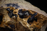 08349 - Top Beautiful Deep Blue Azurite Crystals on Carbonate Matrix - Kerrouchen (Morocco)