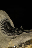 30251 - Museum Grade Trident 2.07 Inch Walliserops trifurcatus Middle Devonian Trilobite