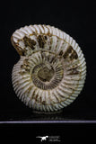 20310 - Top Beautiful 1.72 Inch Perisphinctes virguloides Late Jurassic Ammonite - Madagascar