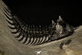 30251 - Museum Grade Trident 2.07 Inch Walliserops trifurcatus Middle Devonian Trilobite