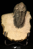 30252 - Well Preserved 1.90 Inch Metacanthina issoumourensis Lower Devonian Trilobite