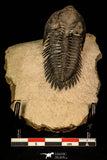 30252 - Well Preserved 1.90 Inch Metacanthina issoumourensis Lower Devonian Trilobite