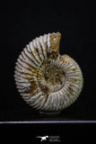 20311 - Top Beautiful 1.53 Inch Perisphinctes virguloides Late Jurassic Ammonite - Madagascar