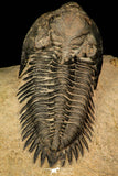 30252 - Well Preserved 1.90 Inch Metacanthina issoumourensis Lower Devonian Trilobite
