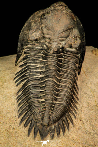 30252 - Well Preserved 1.90 Inch Metacanthina issoumourensis Lower Devonian Trilobite